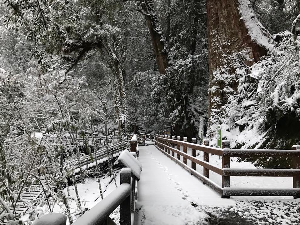 桃園復興區神木區內林道積雪5公分。 圖:桃園市風景管理處/提供 桃園復興區神木區內林道積雪5公分。 圖:桃園市風景管理處/提供