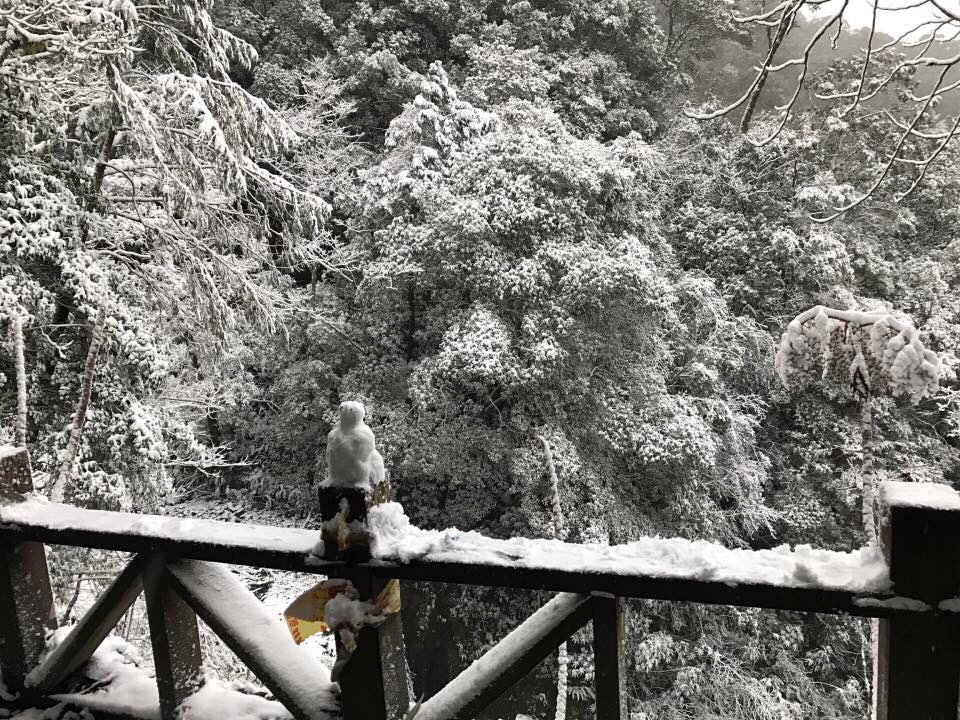 桃園復興區神木區內林道積雪5公分。 圖:桃園市風景管理處/提供 桃園復興區神木區內林道積雪5公分。 圖:桃園市風景管理處/提供