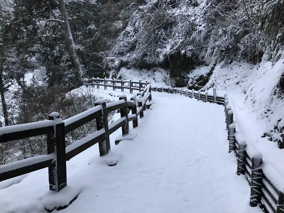 桃園復興區神木區內林道積雪5公分。 圖:桃園市風景管理處/提供 桃園復興區神木區內林道積雪5公分。 圖:桃園市風景管理處/提供
