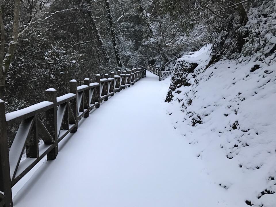 桃園復興區神木區內林道積雪5公分。 圖:桃園市風景管理處/提供 桃園復興區神木區內林道積雪5公分。 圖:桃園市風景管理處/提供