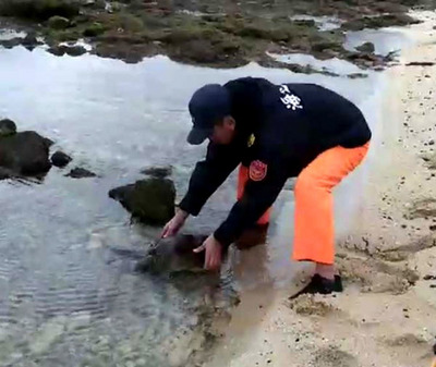 岸巡七總隊望安潭門港安檢所4日獲報,望安中社沙灘有海龜擱淺,安檢所人員將海龜救起後,已送往水試所海龜收容救護中心照料,這是今年來第8隻傷亡的海龜。 圖:岸巡七總隊提供 岸巡七總隊望安潭門港安檢所4日獲報,望安中社沙灘有海龜擱淺,安檢所人員將海龜救起後,已送往水試所海龜收容救護中心照料,這是今年來第8隻傷亡的海龜。 圖:岸巡七總隊提供