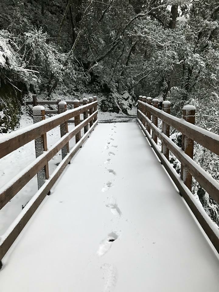 4日拉拉山神木區持續下雪,入夜氣溫降至零下2度,17時起拉拉山林道入口管理站又開始下雪,越晚會越冷,預估至明(2/5)日凌晨氣溫將更低。林務局新竹林區管理處公告,除車輛有裝雪鏈可至生態館停車,其餘車輛禁入拉拉山林道及至生態館前停車場內停車,遊客請步行入神木區參觀。 圖:新竹林務局提供 4日拉拉山神木區持續下雪,入夜氣溫降至零下2度,17時起拉拉山林道入口管理站又開始下雪,越晚會越冷,預估至明(2/5)日凌晨氣溫將更低。林務局新竹林區管理處公告,除車輛有裝雪鏈可至生態館停車,其餘車輛禁入拉拉山林道及至生態館前停車場內停車,遊客請步行入神木區參觀。 圖:新竹林務局提供