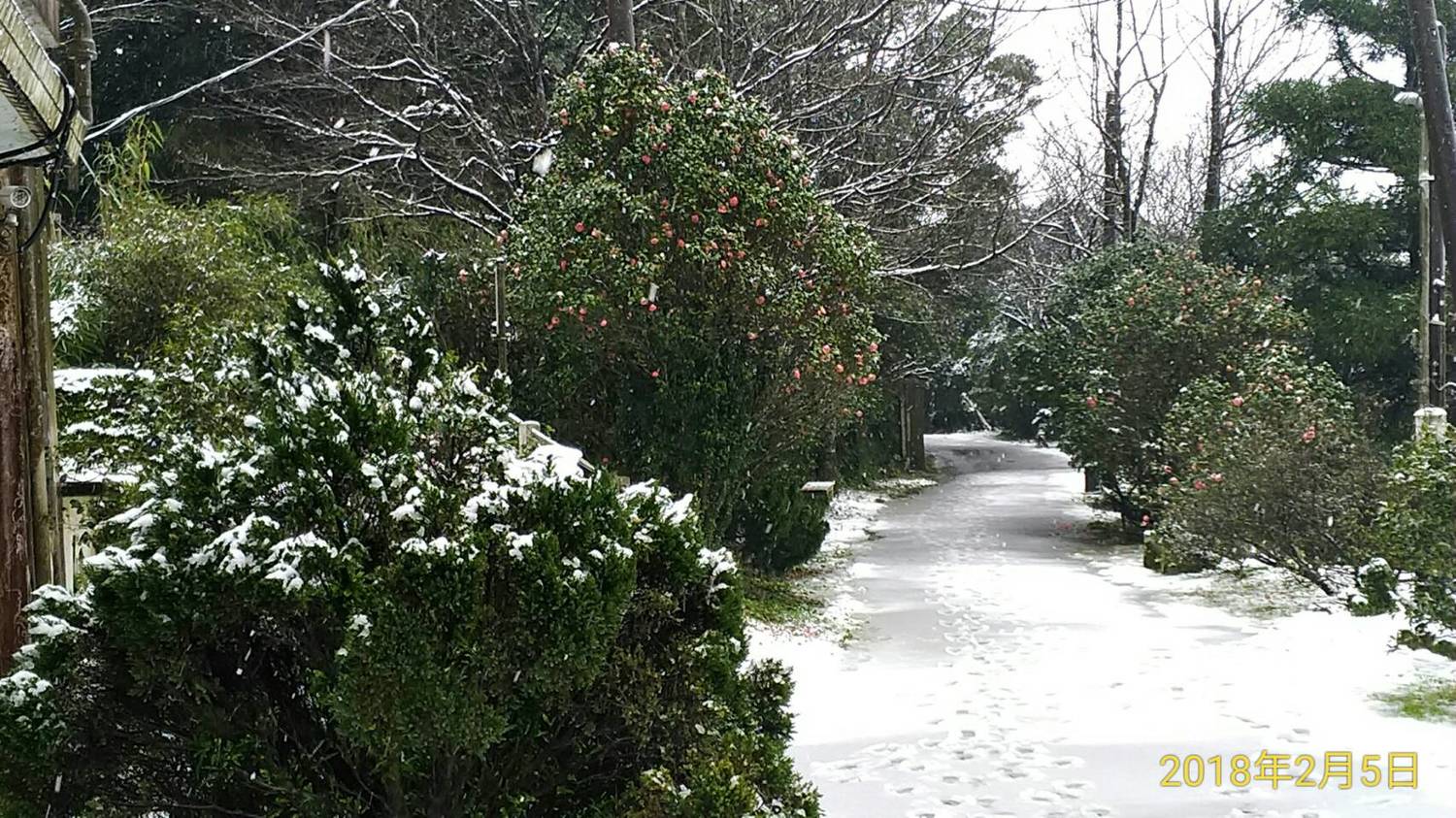 陽明山鞍部也出現降雪,中央氣象局測量9時累積降雪6公分。 圖:中央氣象局提供 陽明山鞍部也出現降雪,中央氣象局測量9時累積降雪6公分。 圖:中央氣象局提供
