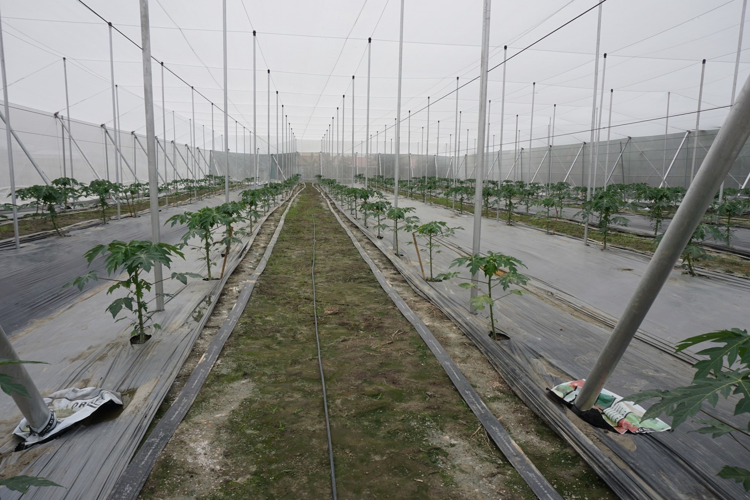 農業局提到,今年(107)年度的「旱作管路灌溉」計劃辦理80公頃,包含管路設施,畜水池與動力設施,協助農民朋友進行旱作灌溉。 圖:農業局提供 農業局提到,今年(107)年度的「旱作管路灌溉」計劃辦理80公頃,包含管路設施,畜水池與動力設施,協助農民朋友進行旱作灌溉。 圖:農業局提供