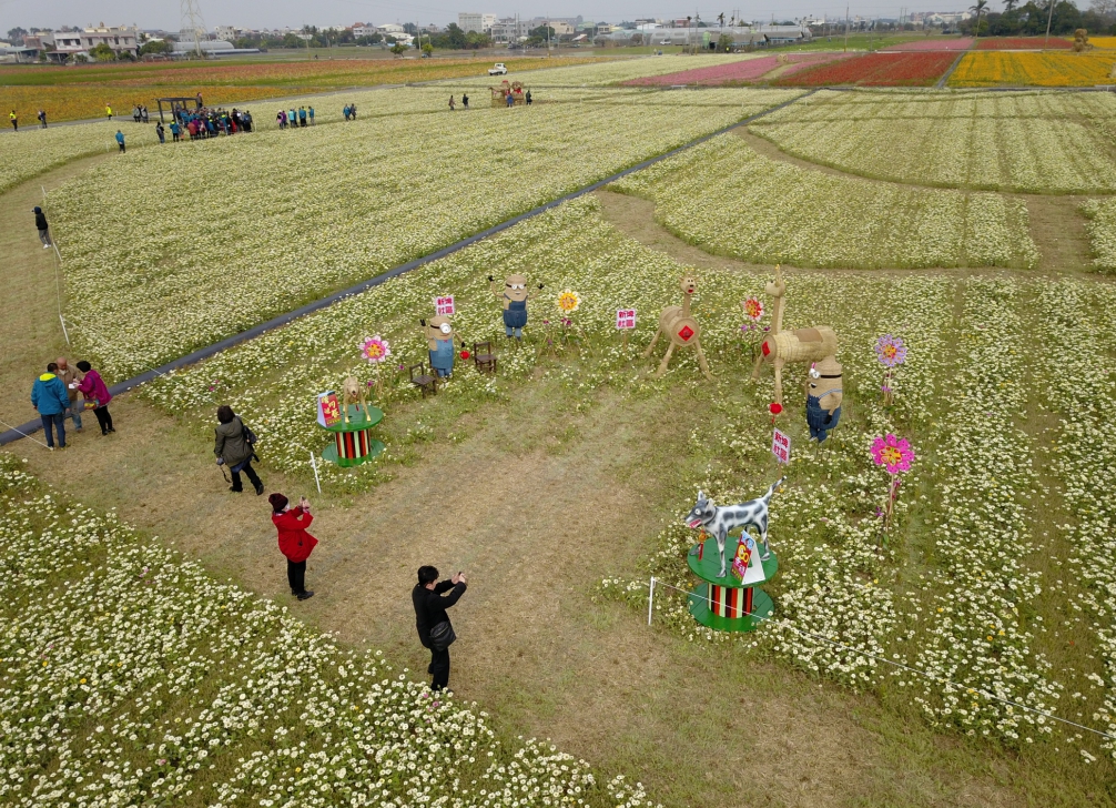 嘉義縣太保市花海節,今年為延長花期,25公頃的有機田區全部播撒百日草。 嘉義縣太保市花海節,今年為延長花期,25公頃的有機田區全部播撒百日草。