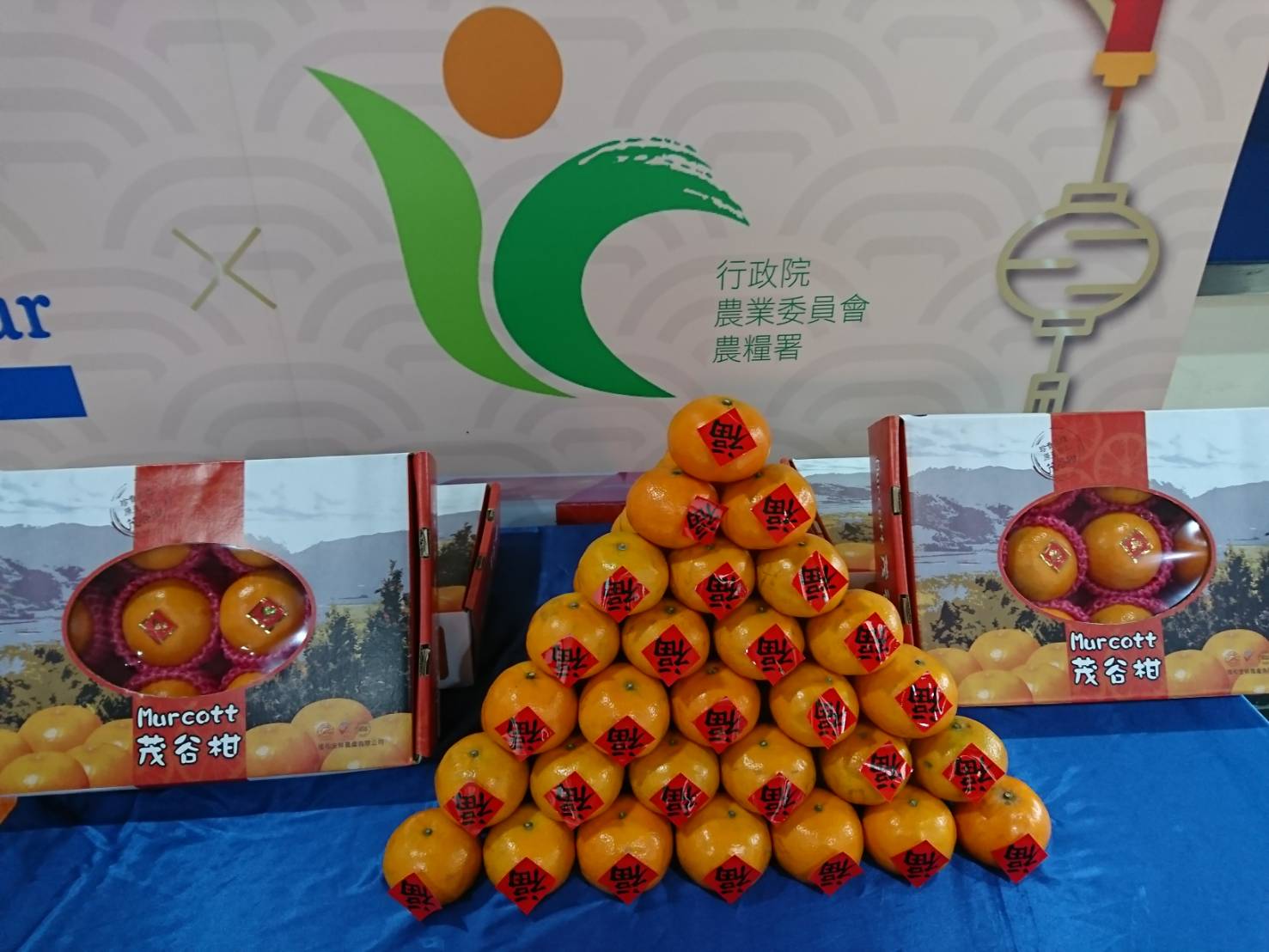 國產水果茂谷柑是年節應景果品之一,不僅營養價值高外,外型也十分喜氣,有象徵吉祥如意、開運大吉等新年好兆頭,成為春節送禮的好選擇。 國產水果茂谷柑是年節應景果品之一,不僅營養價值高外,外型也十分喜氣,有象徵吉祥如意、開運大吉等新年好兆頭,成為春節送禮的好選擇。
