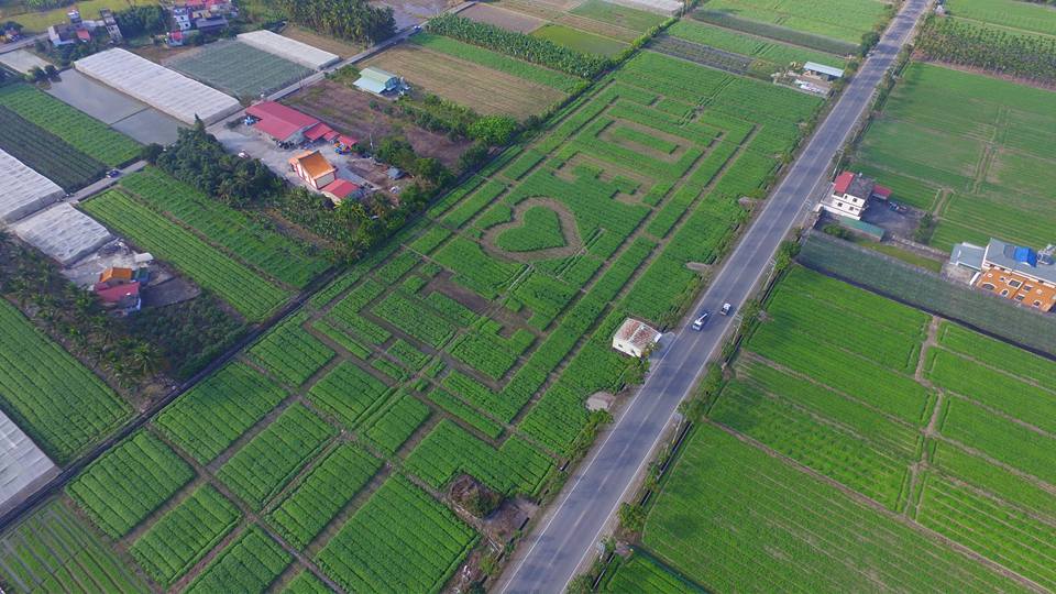 最具特色的全台最大向日葵迷宮登場,面積達3公頃主場葵花迷宮,地點在高181線道旁。 圖:葵花迎賓滿杉林FB粉絲專頁提供 最具特色的全台最大向日葵迷宮登場,面積達3公頃主場葵花迷宮,地點在高181線道旁。 圖:葵花迎賓滿杉林FB粉絲專頁提供