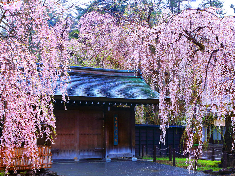 位於江戶時代武士宅邸「角館武家屋敷」,散發著細膩雋永的武士柔情與櫻花嬌嫩柔情似水的衝突感,是東北經典的賞櫻名所。 圖:易遊網提供 位於江戶時代武士宅邸「角館武家屋敷」,散發著細膩雋永的武士柔情與櫻花嬌嫩柔情似水的衝突感,是東北經典的賞櫻名所。 圖:易遊網提供