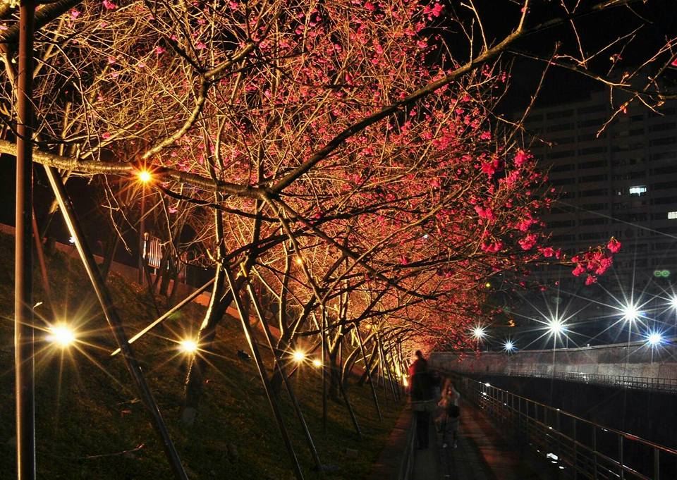 內湖夜櫻季夜晚在燈光的輔助下,格外美麗動人! 圖:內湖樂活夜櫻季FB粉絲專頁/提供 內湖夜櫻季夜晚在燈光的輔助下,格外美麗動人! 圖:內湖樂活夜櫻季FB粉絲專頁/提供