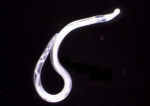 Thelazia gulosa常寄生在動物身上,圖為寄生在狗類眼中的Thelazia gulosa。 Thelazia gulosa常寄生在動物身上,圖為寄生在狗類眼中的Thelazia gulosa。