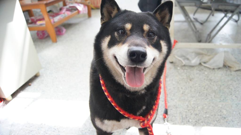 基隆市一名柴犬飼主,因其飼養的柴犬被誤認為走失犬,被送至收容所絕育,飼主得知後憤而提告,但今 (13) 日反而因未依法完成犬隻絕育,被罰鍰5萬元。 基隆市一名柴犬飼主,因其飼養的柴犬被誤認為走失犬,被送至收容所絕育,飼主得知後憤而提告,但今 (13) 日反而因未依法完成犬隻絕育,被罰鍰5萬元。