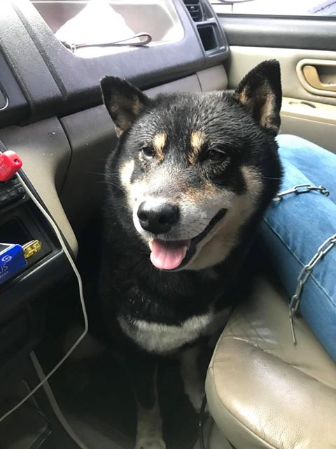 基隆市一名柴犬飼主,因其飼養的柴犬被誤認為走失犬,被送至收容所絕育,飼主得知後憤而提告,但今 (13) 日反而因未依法完成犬隻絕育,被罰鍰5萬元。 基隆市一名柴犬飼主,因其飼養的柴犬被誤認為走失犬,被送至收容所絕育,飼主得知後憤而提告,但今 (13) 日反而因未依法完成犬隻絕育,被罰鍰5萬元。