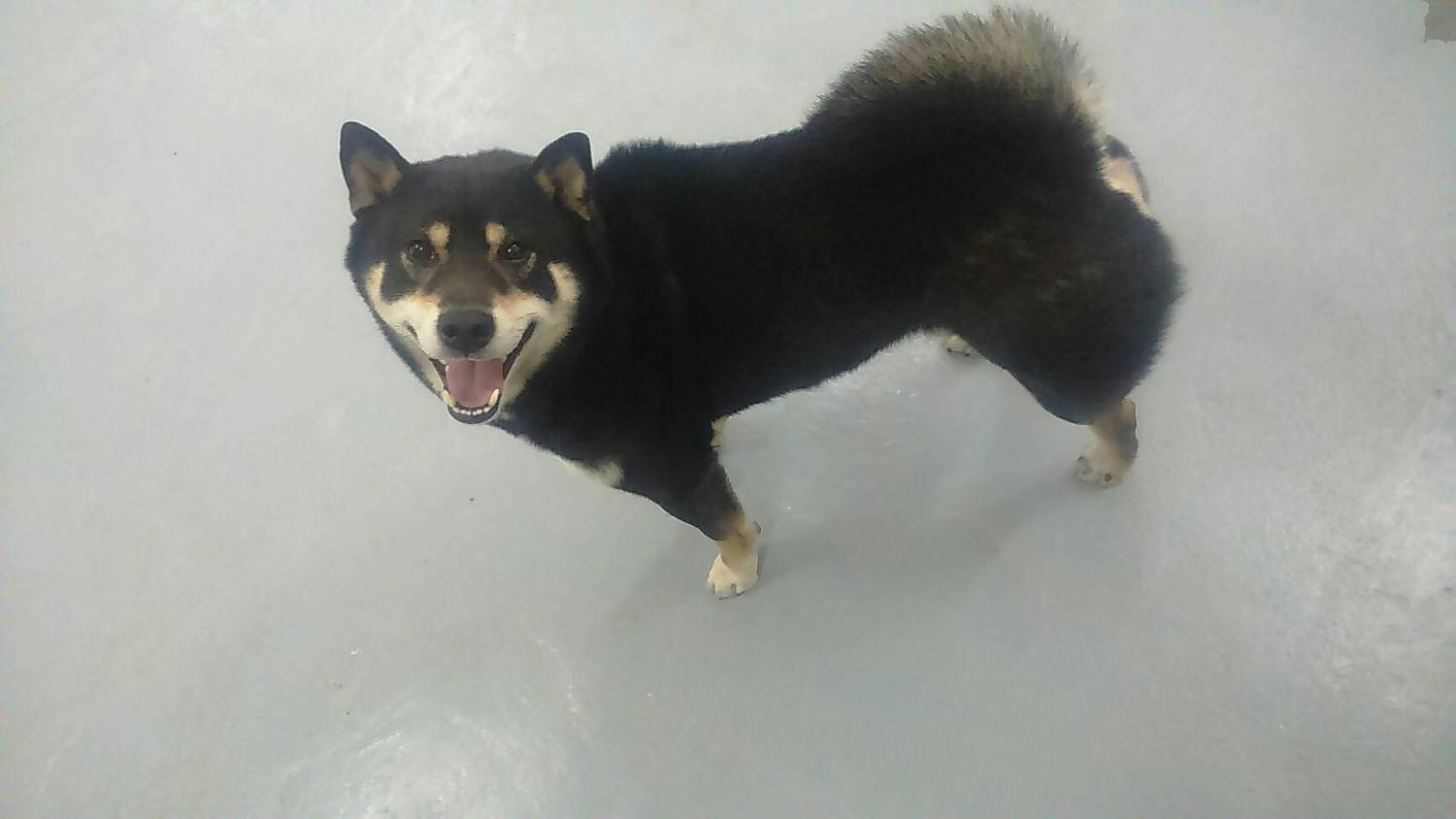 基隆市一名柴犬飼主,因其飼養的柴犬被誤認為走失犬,被送至收容所絕育,飼主得知後憤而提告,但今 (13) 日反而因未依法完成犬隻絕育,被罰鍰5萬元。 基隆市一名柴犬飼主,因其飼養的柴犬被誤認為走失犬,被送至收容所絕育,飼主得知後憤而提告,但今 (13) 日反而因未依法完成犬隻絕育,被罰鍰5萬元。