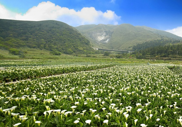 每年3、4月是陽明山看海芋的最好時機,今年的海芋季也將在3月30日登場! 每年3、4月是陽明山看海芋的最好時機,今年的海芋季也將在3月30日登場!