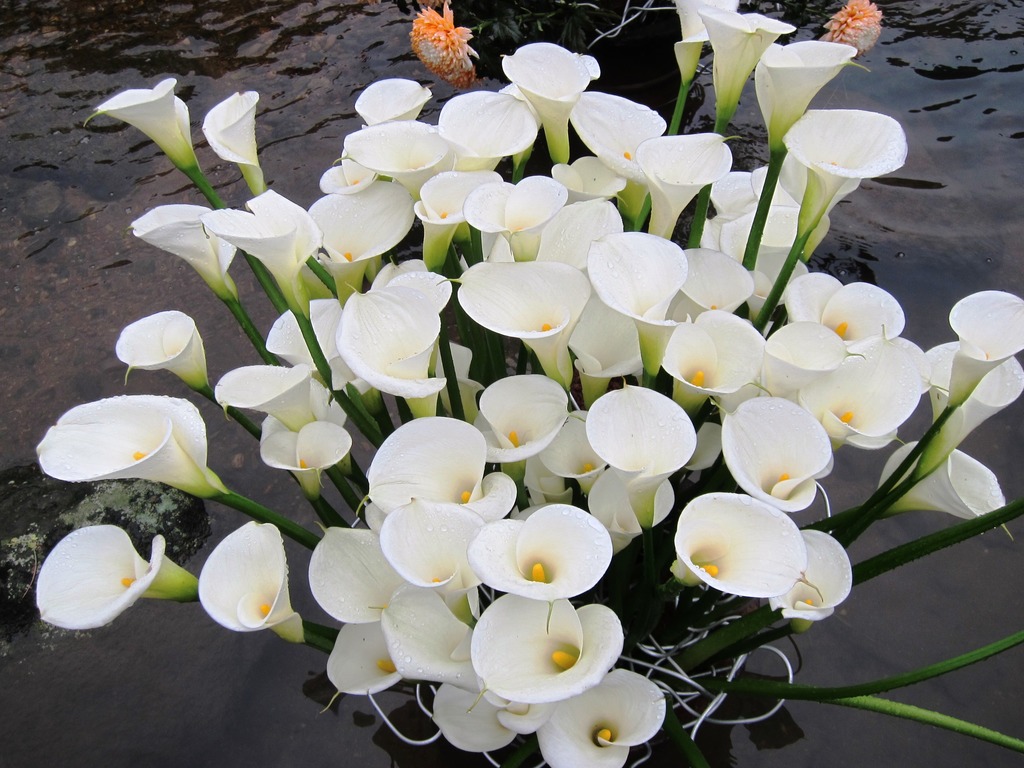 每年3、4月是陽明山看海芋的最好時機,今年的海芋季也將在3月30日登場! 每年3、4月是陽明山看海芋的最好時機,今年的海芋季也將在3月30日登場!