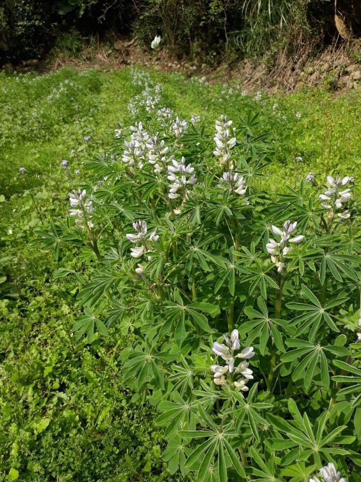 桃園市龍潭大北坑2018戀戀魯冰花季,將在3月3日登場,這次種植的有藍、白和黃三色,黃色搶先登場,藍、白要再等等,預計3月初,會同時盛開。 圖:翻攝自戀戀魯冰花季臉書 桃園市龍潭大北坑2018戀戀魯冰花季,將在3月3日登場,這次種植的有藍、白和黃三色,黃色搶先登場,藍、白要再等等,預計3月初,會同時盛開。 圖:翻攝自戀戀魯冰花季臉書