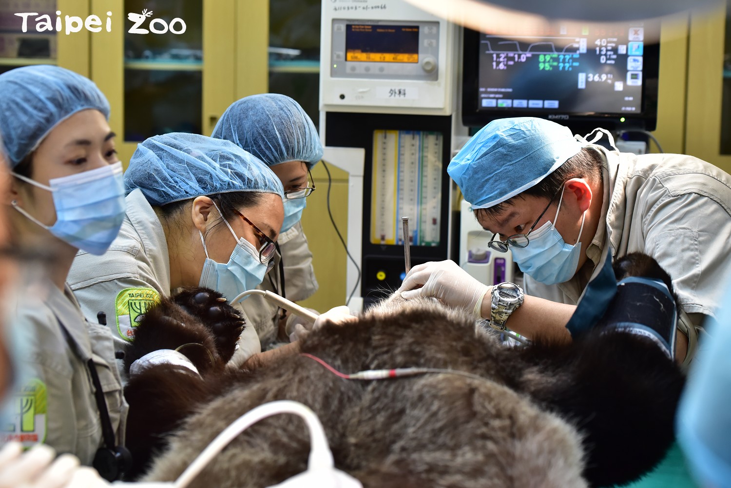 大貓熊「圓圓」於今日上午第2度進行人工授精。 圖:動物園/提供 大貓熊「圓圓」於今日上午第2度進行人工授精。 圖:動物園/提供
