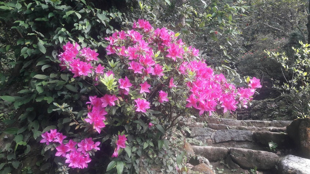今年花季期間推出七項系列活動,緊接著春季還有杜鵑花節與海芋季接續開跑。 圖:台北市政府提供 今年花季期間推出七項系列活動,緊接著春季還有杜鵑花節與海芋季接續開跑。 圖:台北市政府提供