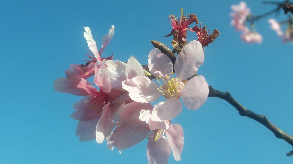 陽明山櫻花部份,如山櫻花、八重櫻、昭和櫻、吉野櫻外,還有茶花、杜鵑等花朵絢麗盛開,而目前寒櫻和山櫻花已進入開花期,緊接還有八重櫻、昭和櫻和吉野櫻會接續開放。 圖:台北市政府提供 陽明山櫻花部份,如山櫻花、八重櫻、昭和櫻、吉野櫻外,還有茶花、杜鵑等花朵絢麗盛開,而目前寒櫻和山櫻花已進入開花期,緊接還有八重櫻、昭和櫻和吉野櫻會接續開放。 圖:台北市政府提供