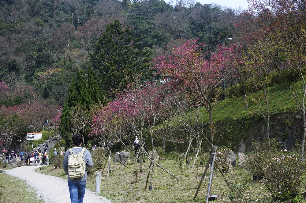 「2018陽明山花季」今天開幕登場,工務局公園處表示,櫻花的美麗消縱即逝,希望透過活動,提醒大家珍惜彼此,把握齊聚陽明山賞櫻的歡聚時刻。 圖:台北市政府提供 「2018陽明山花季」今天開幕登場,工務局公園處表示,櫻花的美麗消縱即逝,希望透過活動,提醒大家珍惜彼此,把握齊聚陽明山賞櫻的歡聚時刻。 圖:台北市政府提供