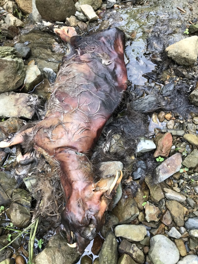宜蘭縣員山鄉山區死亡山羌個體。 圖 : 防檢局/ 提供 宜蘭縣員山鄉山區死亡山羌個體。 圖 : 防檢局/ 提供