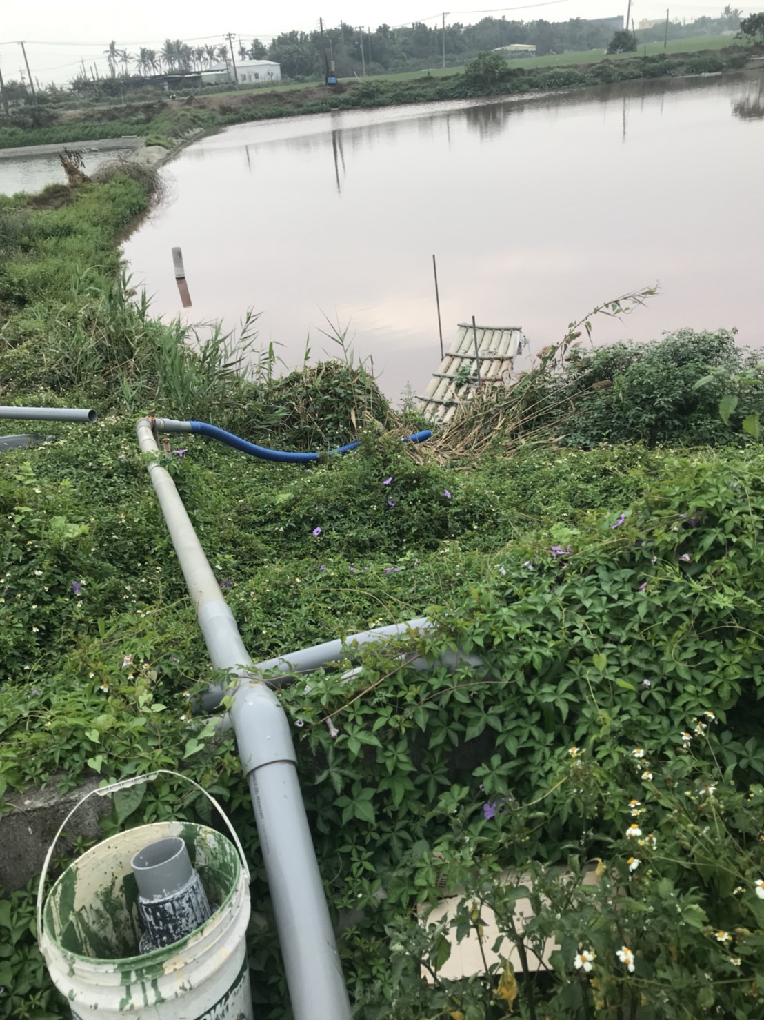 畜牧廢水於第3池魚塭因優養化致呈現紅色。 圖:高雄市環保局/提供 畜牧廢水於第3池魚塭因優養化致呈現紅色。 圖:高雄市環保局/提供
