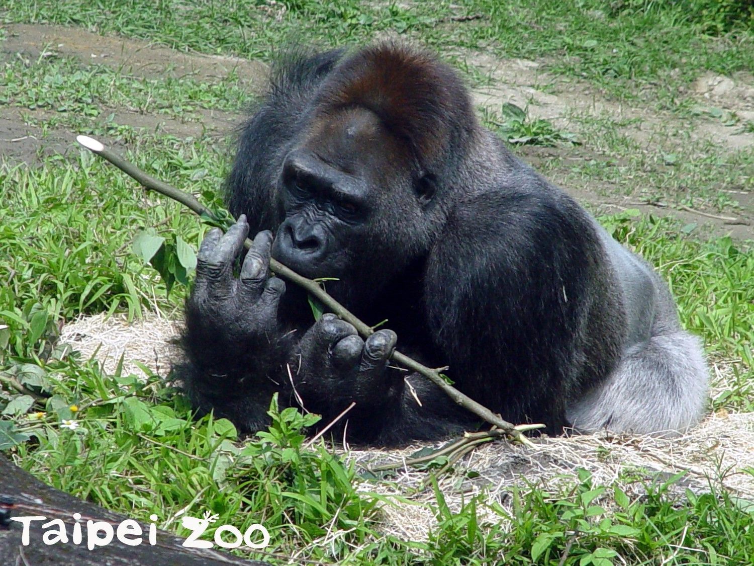 「黑皮」是天元莊贈予動物園的銀背金剛猩猩,是第3位玩伴,佔地盤和搶食成了每天必定上演的戲碼。 圖:台北市動物園提供 「黑皮」是天元莊贈予動物園的銀背金剛猩猩,是第3位玩伴,佔地盤和搶食成了每天必定上演的戲碼。 圖:台北市動物園提供