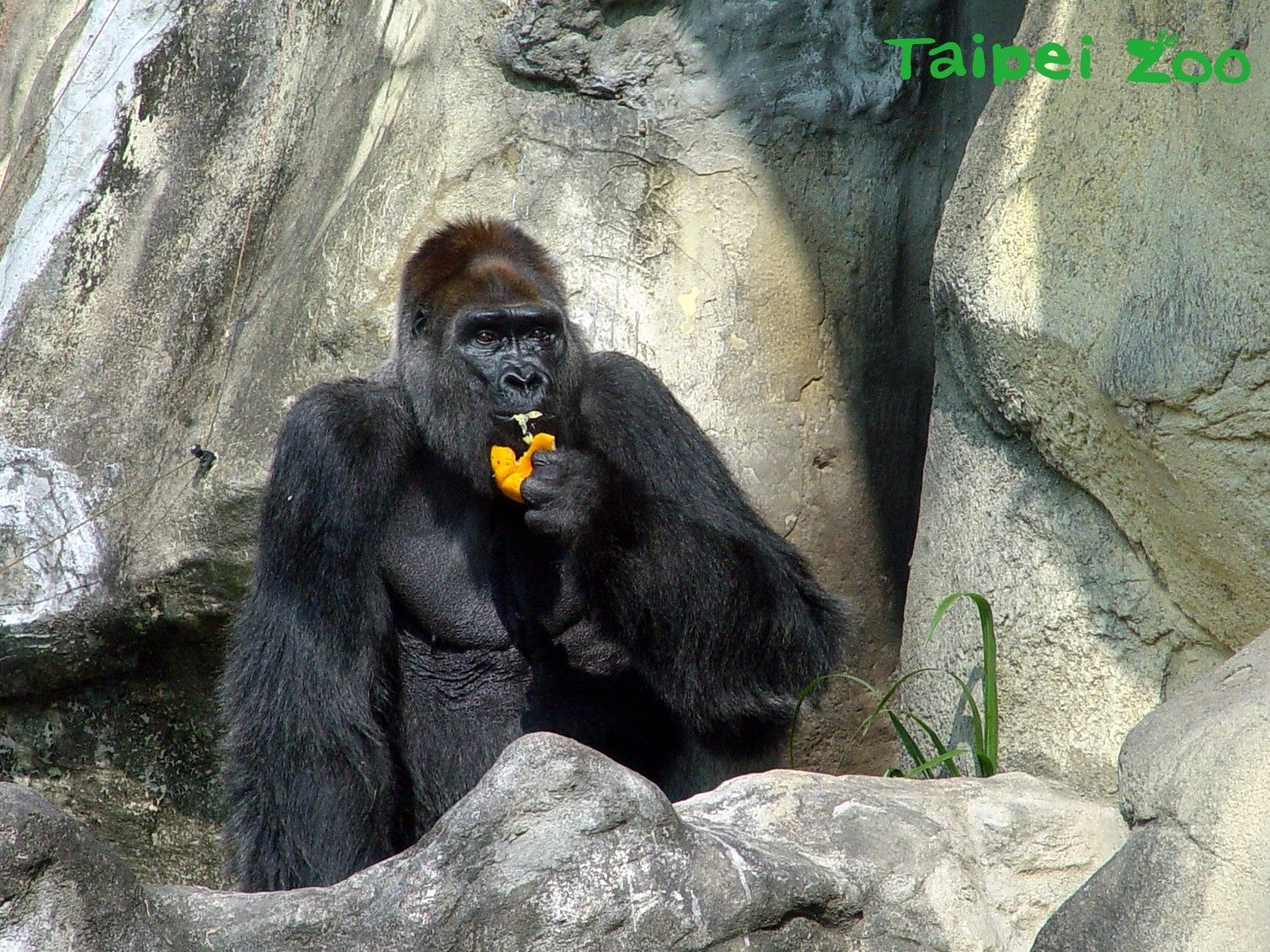 「寶寶」和「黑皮」經常互相追逐和搶食,模樣逗趣。 圖:台北市動物園提供 「寶寶」和「黑皮」經常互相追逐和搶食,模樣逗趣。 圖:台北市動物園提供