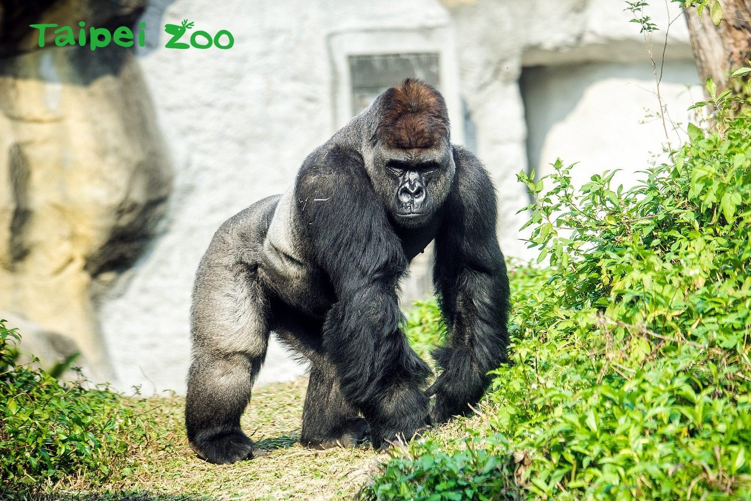 由波蘭歐普勒動物園來臺,18歲的金剛猩猩「迪亞哥」,模樣雄偉。 圖:台北市動物園提供 由波蘭歐普勒動物園來臺,18歲的金剛猩猩「迪亞哥」,模樣雄偉。 圖:台北市動物園提供