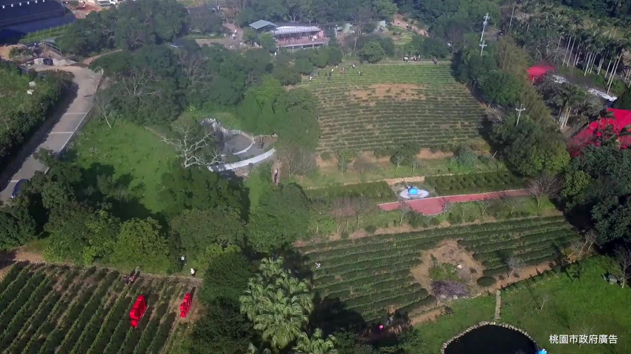 「大北坑社區」這個客家茶鄉是台灣古老的產茶區之一,以友善耕作或有機栽培,良好的健康生態環境,是桃園重要的產茶重區,,是製成遠近馳名的「東方美人茶」美地。 圖:戀戀魯冰花現大北坑FB粉絲專頁提供 「大北坑社區」這個客家茶鄉是台灣古老的產茶區之一,以友善耕作或有機栽培,良好的健康生態環境,是桃園重要的產茶重區,,是製成遠近馳名的「東方美人茶」美地。 圖:戀戀魯冰花現大北坑FB粉絲專頁提供
