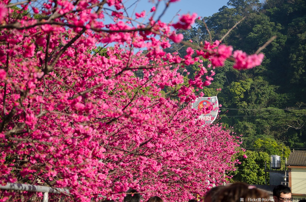 台中的「泰安櫻花季賞櫻活動」於2月24日至3月18日在后里泰安派出所登場,在安眉路沿線200公尺種植近百株桃紅喜氣的櫻花,是台中市最著名目前的賞櫻熱門景點。 圖:Flickr提供kinac790616開放授權 台中的「泰安櫻花季賞櫻活動」於2月24日至3月18日在后里泰安派出所登場,在安眉路沿線200公尺種植近百株桃紅喜氣的櫻花,是台中市最著名目前的賞櫻熱門景點。 圖:Flickr提供kinac790616開放授權