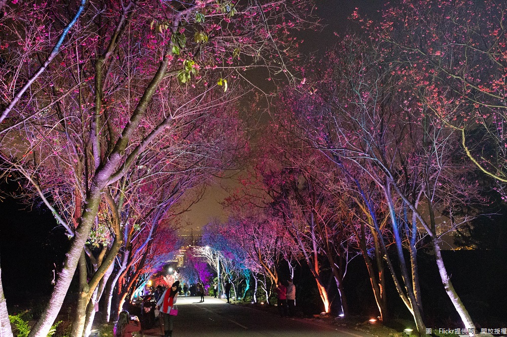 北投區大屯里復興三路著名的「櫻花隧道」,沿線緋豔花海,為早期北投區公所規劃栽種,經過多年的培育照顧及里辦公處、地方居民大力支持,形成今日絕美景緻。 圖:Flickr提供阿雷開放授權 北投區大屯里復興三路著名的「櫻花隧道」,沿線緋豔花海,為早期北投區公所規劃栽種,經過多年的培育照顧及里辦公處、地方居民大力支持,形成今日絕美景緻。 圖:Flickr提供阿雷開放授權