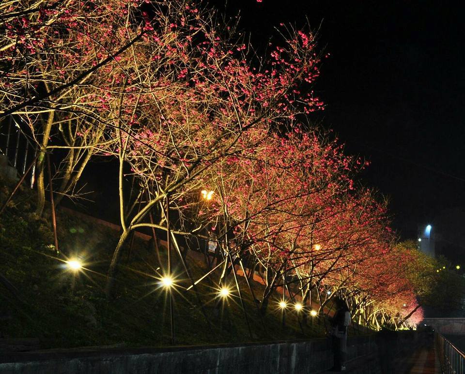 2018內湖樂活櫻花季自2月3日至3月11日,共計37天活動,於內湖樂活公園櫻花步道規畫燈光照明,以「光櫻燦爛」為題,希望能藉由象徵幸福的櫻花,營造夜櫻在不同時間下的浪漫氛圍。 圖:內湖樂活夜櫻季FB粉絲專頁提供 2018內湖樂活櫻花季自2月3日至3月11日,共計37天活動,於內湖樂活公園櫻花步道規畫燈光照明,以「光櫻燦爛」為題,希望能藉由象徵幸福的櫻花,營造夜櫻在不同時間下的浪漫氛圍。 圖:內湖樂活夜櫻季FB粉絲專頁提供