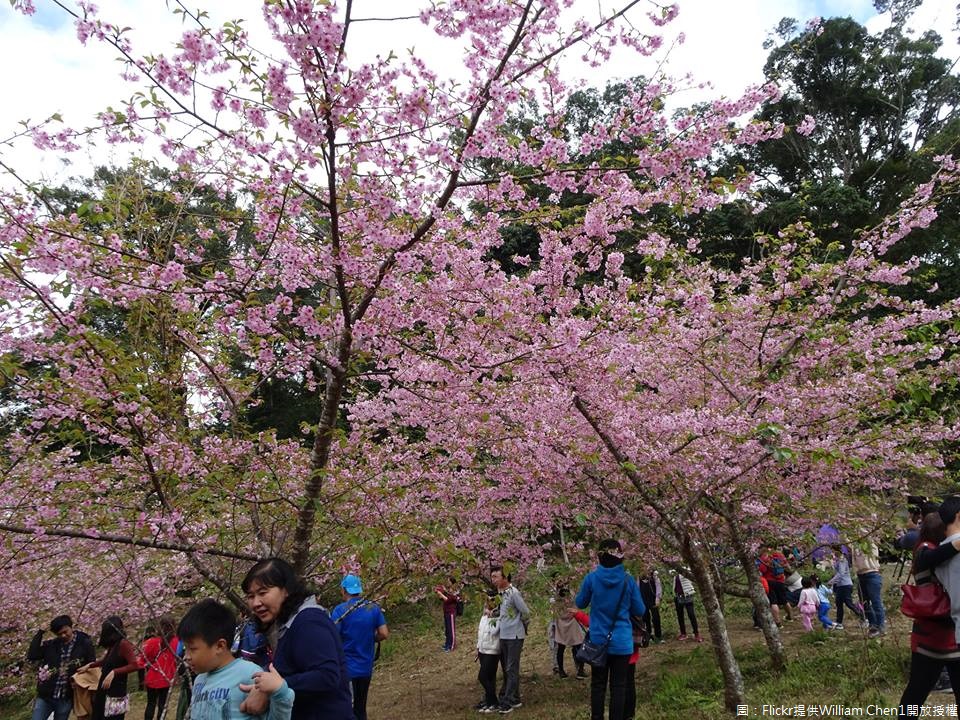 高雄市桃源區二集團部落上方近3公頃面積都有種植櫻花,命名為「櫻花公園」,園區櫻樹近千棵,主要為吉野櫻,還有少量日本河津櫻花,近年桃源區公所養護有方,讓民眾能上山享受在櫻花樹下的閒情逸致。 圖:Flickr提供William Chen1開放授權 高雄市桃源區二集團部落上方近3公頃面積都有種植櫻花,命名為「櫻花公園」,園區櫻樹近千棵,主要為吉野櫻,還有少量日本河津櫻花,近年桃源區公所養護有方,讓民眾能上山享受在櫻花樹下的閒情逸致。 圖:Flickr提供William Chen1開放授權