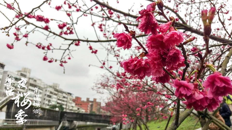 由於樂活公園第一區寒櫻綻放已達尾聲,許多櫻花樹都悄悄的長出新芽,而第二區的八重櫻正盛放中。 圖 :內湖樂活夜櫻季FB粉絲專頁提供 由於樂活公園第一區寒櫻綻放已達尾聲,許多櫻花樹都悄悄的長出新芽,而第二區的八重櫻正盛放中。 圖 :內湖樂活夜櫻季FB粉絲專頁提供