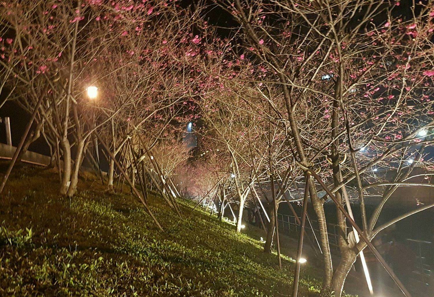 漫步在燈光下的夜櫻,讓你享受漫步櫻色燈河的風雅。 圖:台北市政府提供 漫步在燈光下的夜櫻,讓你享受漫步櫻色燈河的風雅。 圖:台北市政府提供