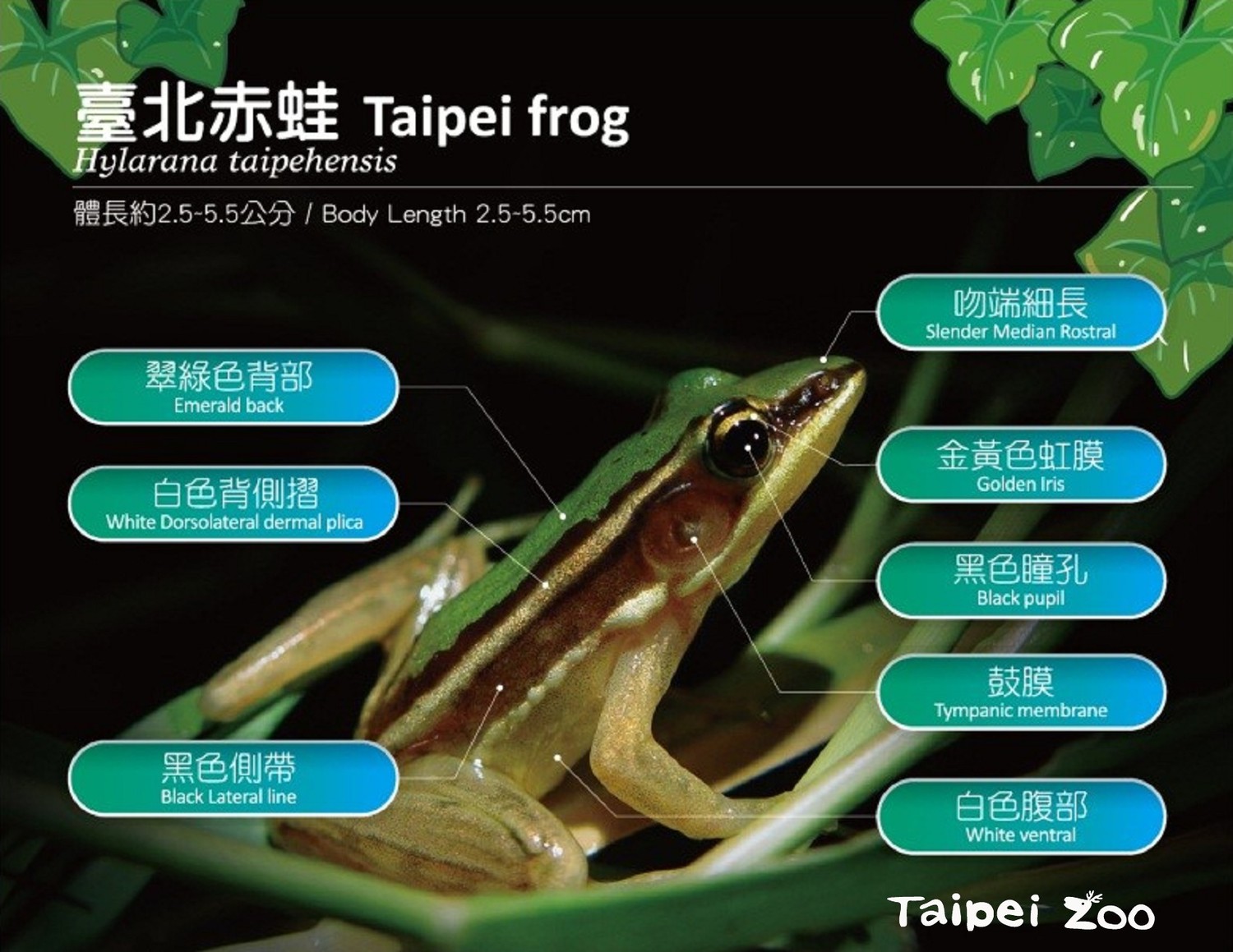 台北赤蛙的特徵。 圖:台北市立動物園提供 台北赤蛙的特徵。 圖:台北市立動物園提供