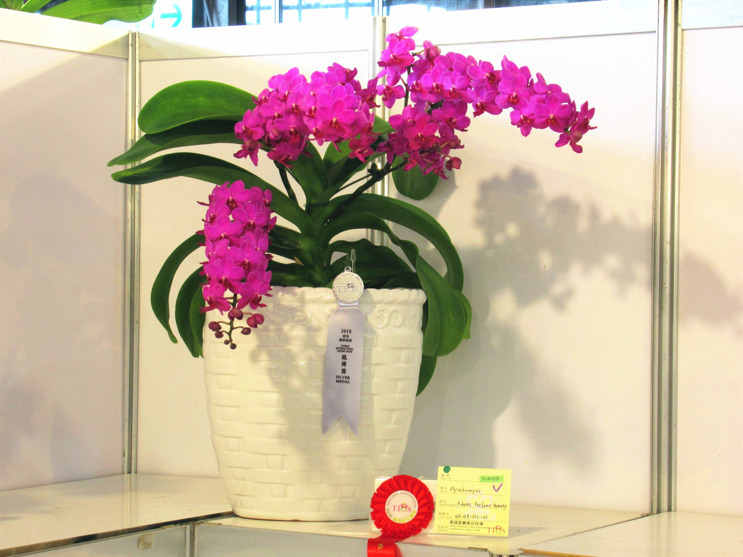 蝴蝶蘭與狐狸尾蘭雜交後代-紅花狐狸尾蝶蘭「香水女孩」獲頒其他蘭屬(D組)第二獎及銀牌獎。 圖:高雄農改場/提供 蝴蝶蘭與狐狸尾蘭雜交後代-紅花狐狸尾蝶蘭「香水女孩」獲頒其他蘭屬(D組)第二獎及銀牌獎。 圖:高雄農改場/提供