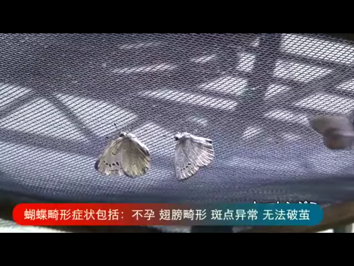 這名越南外勞工告訴日媒體,「如果知道工作地點是福島,我絕對不會答應去。所處的(福島)工作環境充滿恐懼,但又不能說走就走。去日本之前,交付的100萬日元的中介費是借款,只能是咬緊牙關把債務還清。」圖為福島蝴蝶出現各種畸形症狀,包括不孕、斑點異常等等。 圖:翻攝自Youtube 這名越南外勞工告訴日媒體,「如果知道工作地點是福島,我絕對不會答應去。所處的(福島)工作環境充滿恐懼,但又不能說走就走。去日本之前,交付的100萬日元的中介費是借款,只能是咬緊牙關把債務還清。」圖為福島蝴蝶出現各種畸形症狀,包括不孕、斑點異常等等。 圖:翻攝自Youtube