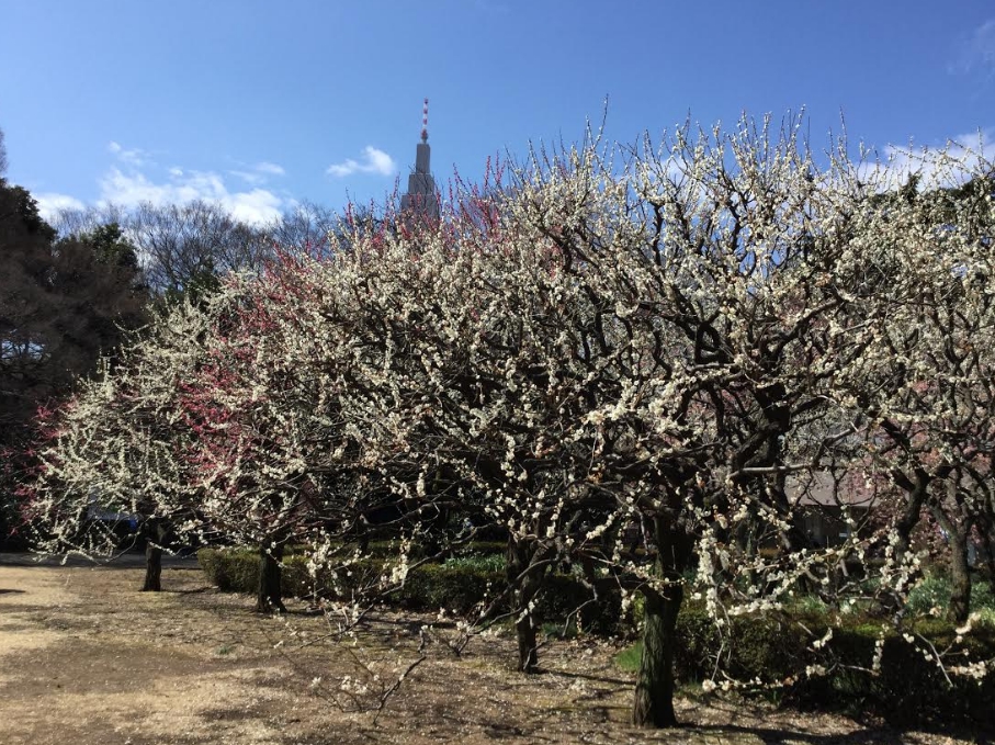 梅花品種多達500多種,都是越暖越開花。 梅花品種多達500多種,都是越暖越開花。