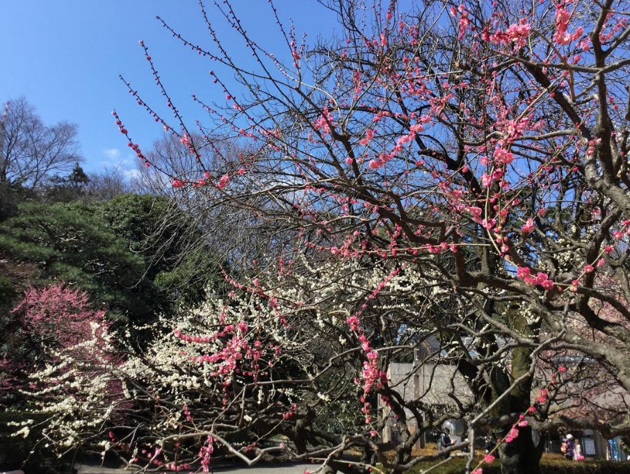 梅花品種多達500多種,都是越暖越開花。 梅花品種多達500多種,都是越暖越開花。