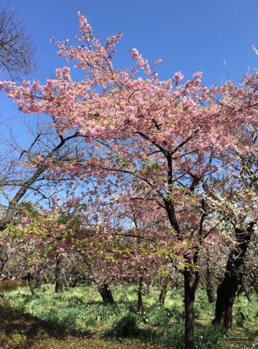 梅花品種多達500多種,都是越暖越開花。 梅花品種多達500多種,都是越暖越開花。