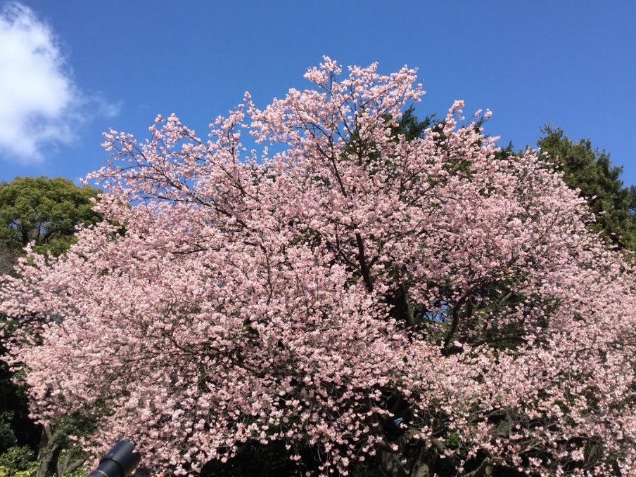 梅花品種多達500多種,都是越暖越開花。 梅花品種多達500多種,都是越暖越開花。