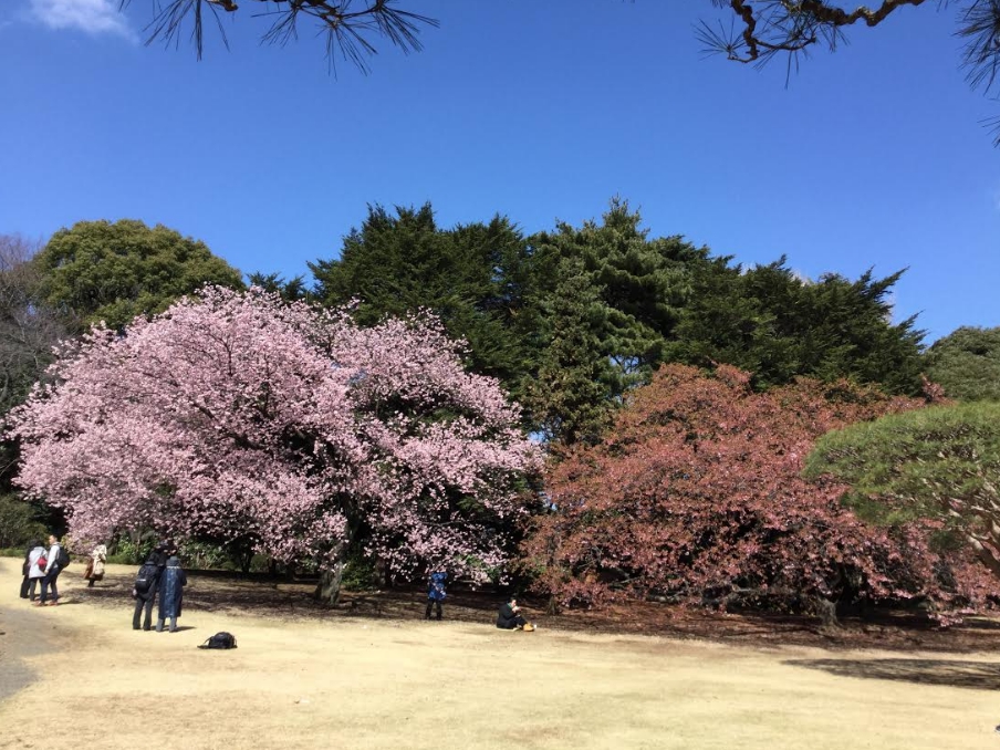 梅花品種多達500多種,都是越暖越開花。 梅花品種多達500多種,都是越暖越開花。