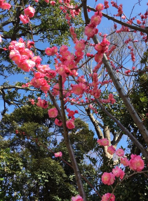 梅花品種多達500多種,都是越暖越開花。 梅花品種多達500多種,都是越暖越開花。