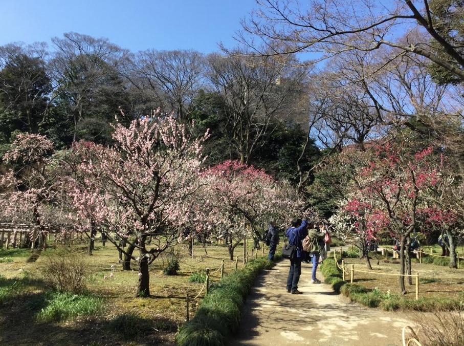 梅花品種多達500多種,都是越暖越開花。 梅花品種多達500多種,都是越暖越開花。
