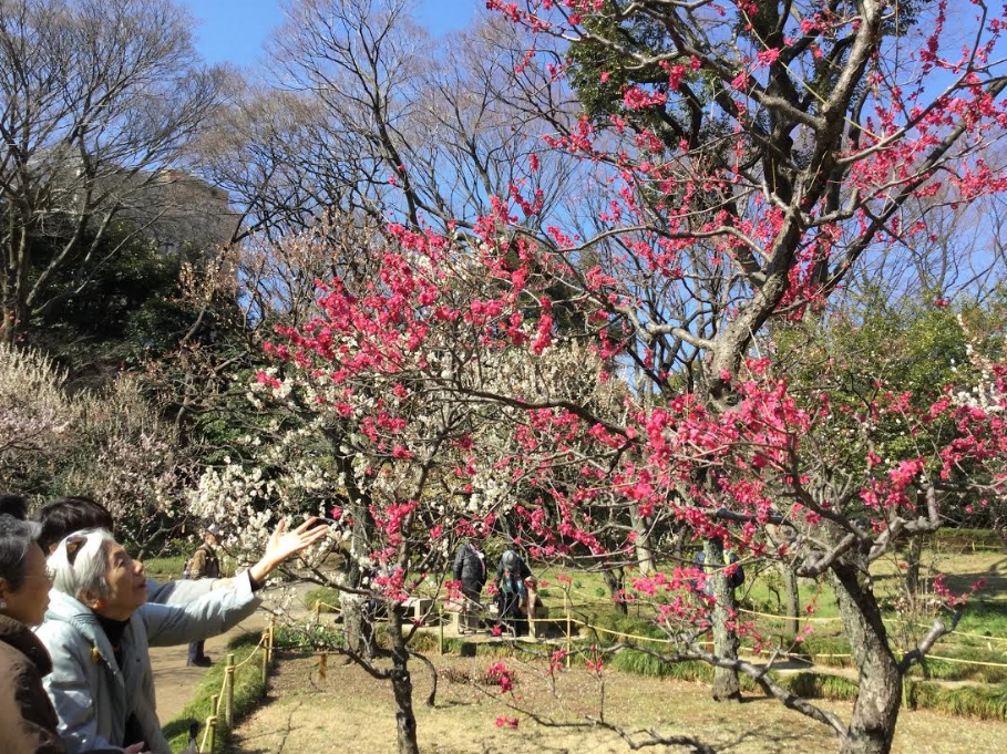 梅花品種多達500多種,都是越暖越開花。 梅花品種多達500多種,都是越暖越開花。