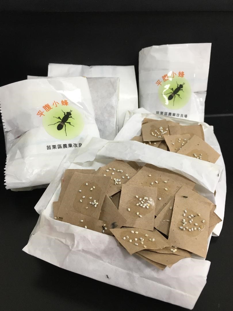 苗栗農藥改良區表示,無人飛機加裝特別設計的載具可吊掛20個平腹小蜂卵片包,一趟飛行可釋放3萬多隻平腹小蜂。 圖:農委會/提供 苗栗農藥改良區表示,無人飛機加裝特別設計的載具可吊掛20個平腹小蜂卵片包,一趟飛行可釋放3萬多隻平腹小蜂。 圖:農委會/提供