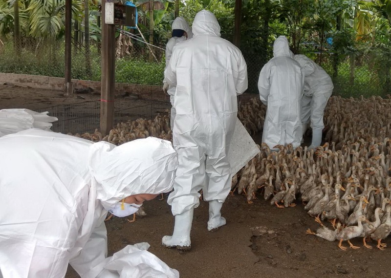 動物防疫所即依標準作業程序啟動防疫機制,赴該場執行撲殺作業。 圖:屏東縣動物防疫所/提供 動物防疫所即依標準作業程序啟動防疫機制,赴該場執行撲殺作業。 圖:屏東縣動物防疫所/提供