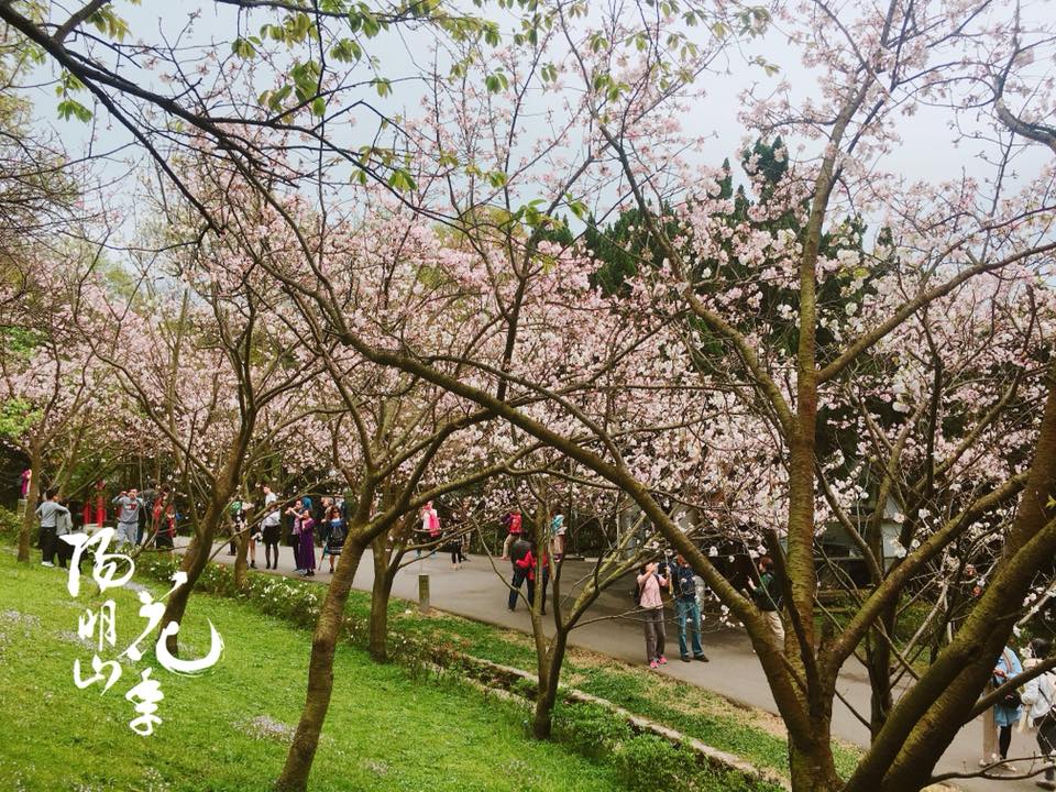 台北市陽明山花季假日系列活動也同樣開跑,於今天(10)日舉辦「花花世界親子彩繪」,邀請親子一起將陽明公園的園路添加不一樣的色彩,希望打造地景藝術花花大道,畫上屬於你的花朵。 台北市陽明山花季假日系列活動也同樣開跑,於今天(10)日舉辦「花花世界親子彩繪」,邀請親子一起將陽明公園的園路添加不一樣的色彩,希望打造地景藝術花花大道,畫上屬於你的花朵。